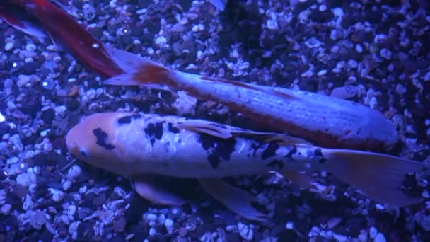 Pesci Koi Colorati Bellissimi Pesci Carpa Nuotare Nello Stagno Corpo — Video Stock