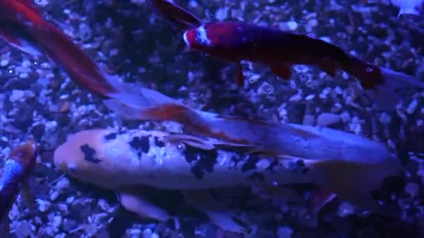 Pesce Koi Attesa Cibo Allevamento Pesci Koi Nello Stagno Come — Video Stock