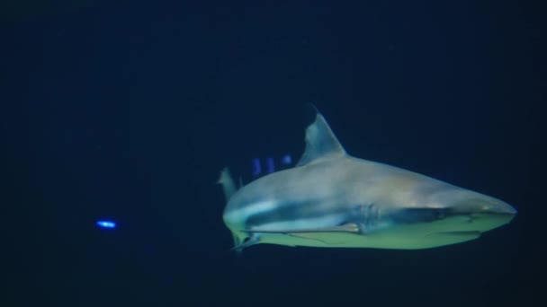 太平洋上的鲨鱼 在海底生活 鱼和鲨鱼在海洋珊瑚礁附近游动 在清澈的水里潜水 大鱼一种危险的捕食性的大鱼 — 图库视频影像