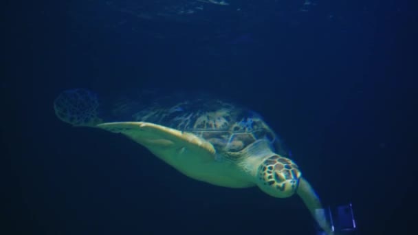 Schildkröte Unter Wasser Mit Sonnenstrahlen Und Sonnenstrahlen Zeitlupe Blaues Wasser — Stockvideo