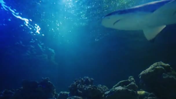 Žralok Tichém Oceánu Podvodní Život Rybami Žraloky Plovoucí Blízkosti Korálového — Stock video