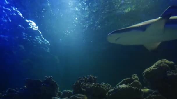 大鲨鱼在大西洋中缓慢地游动 从下面透过太阳光透过水面观看 一个美丽的水下生物与掠夺性和危险的鱼的图片 — 图库视频影像