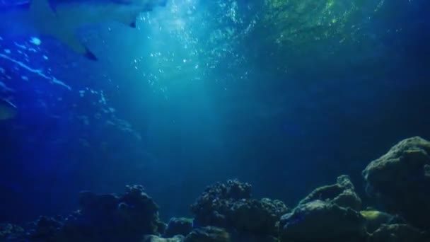Tiburón Grande Respira Nada Contra Luz Con Reflejos Cámara Lenta — Vídeo de stock