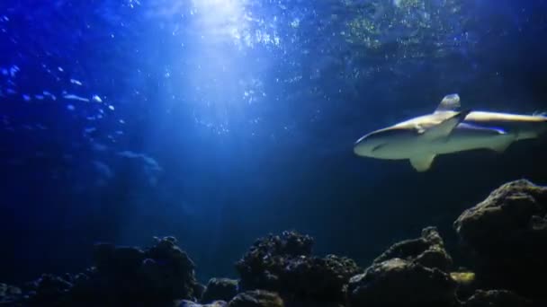 Stora Hajar Simmar Långsamt Atlanten Utsikt Underifrån Genom Solens Strålar — Stockvideo