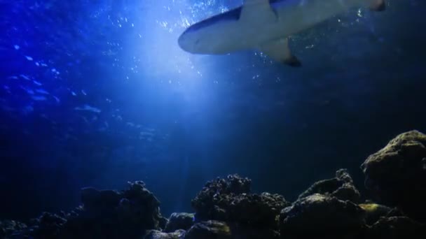 大きなサメは大西洋でゆっくりと泳ぐ 水面を突き抜ける太陽の光を通して下から眺める 捕食者と危険な魚と水中生活の美しい写真 — ストック動画