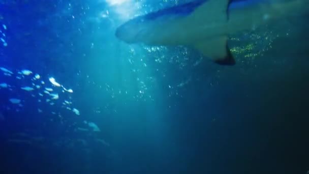 상어는 동작으로 거슬러 헤엄을 커다란 수족관에서 수영을 하면서 반사하는 광선으로 — 비디오