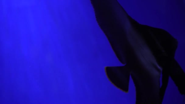 Piękna Egzotyczna Czarna Ryba Tle Korali Podwodnych Malediwach Nurkowanie Świecie — Wideo stockowe