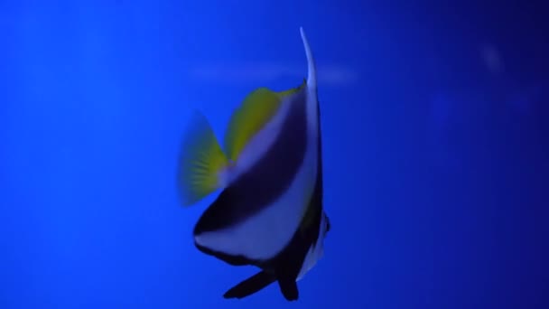 美丽的异国情调的黑色和白色的鱼在珊瑚礁的背景下在马尔代夫海 在一个五彩斑斓美丽的珊瑚礁野生动物的世界里潜水 水下的海鱼和海鱼 — 图库视频影像