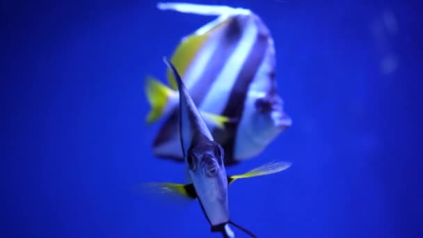 美丽的异国情调的黑色和白色的鱼在珊瑚礁的背景下在马尔代夫海 在一个五彩斑斓美丽的珊瑚礁野生动物的世界里潜水 水下的海鱼和海鱼 — 图库视频影像
