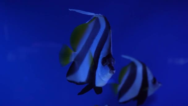 Prachtige Exotische Zwart Wit Vis Achtergrond Van Koralen Onder Water — Stockvideo
