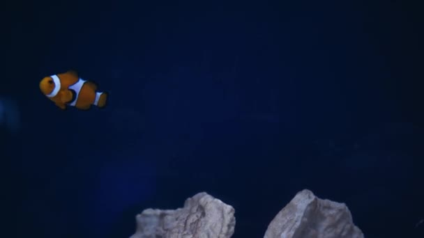 一条热带小丑鱼在一条绿色海葵中游泳 尼莫和海葵 珊瑚礁上的非野生鱼类的水下录像 — 图库视频影像