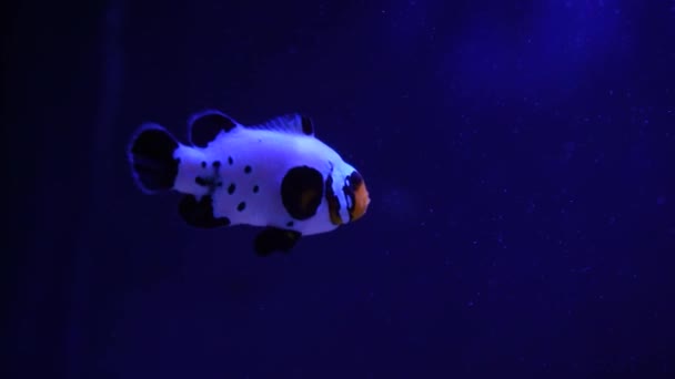 Tropisk Clownfisk Simmar Grön Anemon Nemo Och Anemonen Undervattensbilder Icke — Stockvideo