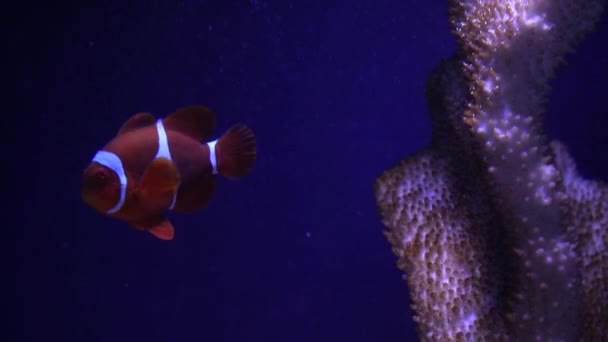 Tropikalna Ryba Klauna Pływa Zielonym Anemonie Nemo Ukwiał Podwodne Nagrania — Wideo stockowe