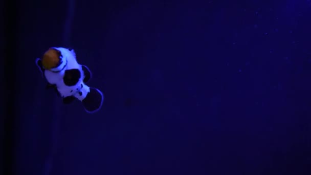 一条热带小丑鱼在一条绿色海葵中游泳 尼莫和海葵 珊瑚礁上的非野生鱼类的水下录像 — 图库视频影像