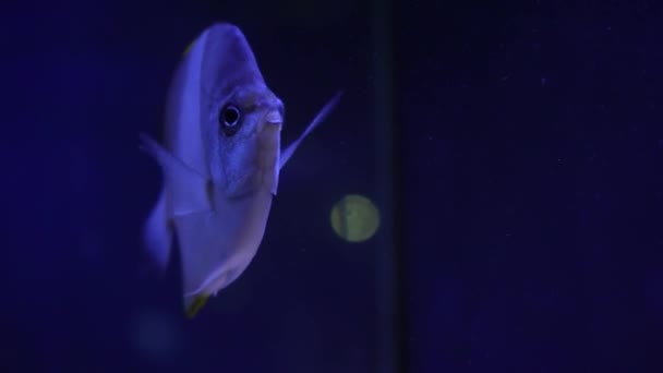 Красивая Экзотическая Белая Рыба Фоне Кораллов Водой Мальдивском Море Дайвинг — стоковое видео