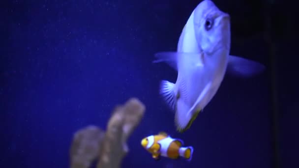 Tropisk Clownfisk Simmar Grön Anemon Nemo Och Anemonen Undervattensbilder Icke — Stockvideo