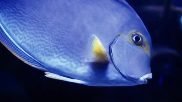 Schöne Exotische Weiße Fische Vor Dem Hintergrund Von Korallen Unter — Stockvideo