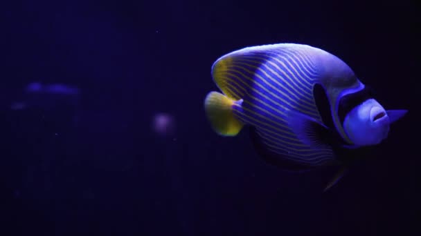 美丽的异国情调的白鱼 背景珊瑚在马尔代夫海的水下 在一个五彩斑斓美丽的珊瑚礁野生动物的世界里潜水 水下的海鱼和海鱼 — 图库视频影像