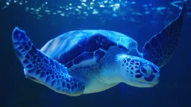 海龟水下与太阳光和太阳光缓慢运动的蓝色海水景观轮廓背景 海龟水下慢动作与阳光明媚的海洋景观蓝水 — 图库视频影像