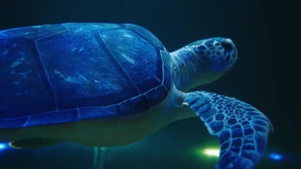 野生热带海龟的海洋生物 由于阳光的照射 一只海龟在蓝色的水里慢慢地游动 和野生动物一起潜水 海底无忧无虑地在海里游泳美丽的绿海龟 — 图库视频影像