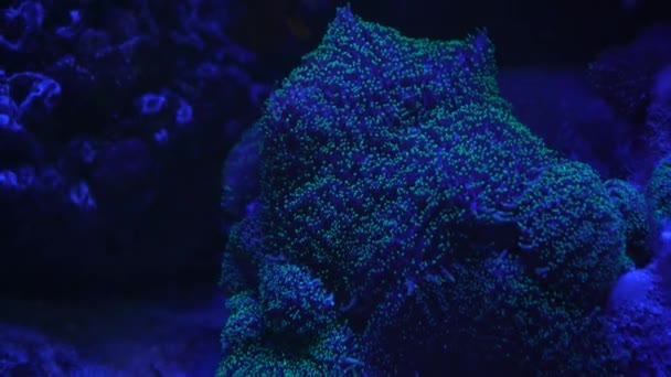 Życie Morskie Coral Garden Podwodny Tropikalny Krajobraz Morski Koralami Miękkimi — Wideo stockowe