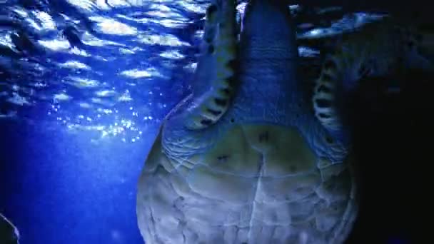 野生热带海龟的海洋生物 由于阳光的照射 一只海龟在蓝色的水里慢慢地游动 和野生动物一起潜水 海底无忧无虑地在海里游泳美丽的绿海龟 — 图库视频影像