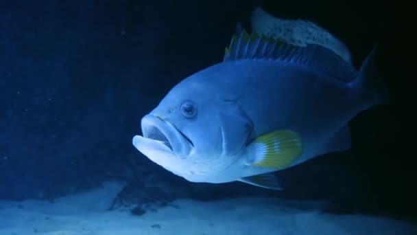 美丽的异国情调的白鱼 背景珊瑚在马尔代夫海的水下 在一个五彩斑斓美丽的珊瑚礁野生动物的世界里潜水 水下的海鱼和海鱼 — 图库视频影像