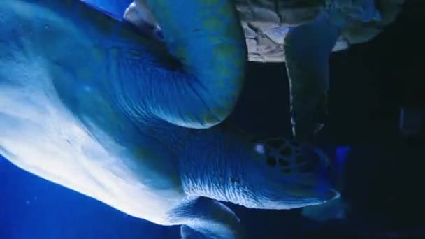 Grön Havssköldpadda Simmar Det Grunda Vattnet Ett Korallrev Karibiska Havet — Stockvideo