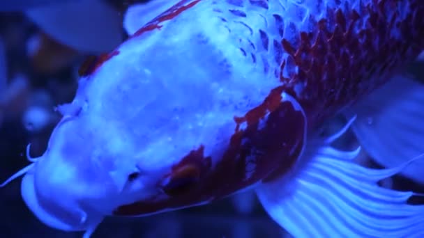Renkli Koi Balığı Gölde Yüzen Süslü Sazan Balığı Altın Kırmızı — Stok video