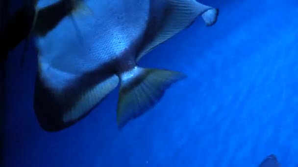 モルディブの海で水中のサンゴを背景に美しいエキゾチックな白い魚 カラフルで美しいサンゴ礁の野生動物の世界でスキューバダイビング 水中の海魚 — ストック動画