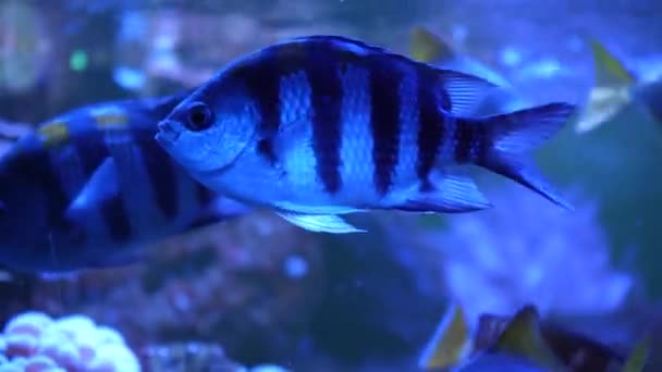 Bellissimo Pesce Bianco Esotico Sullo Sfondo Dei Coralli Sottomarini Nel — Video Stock