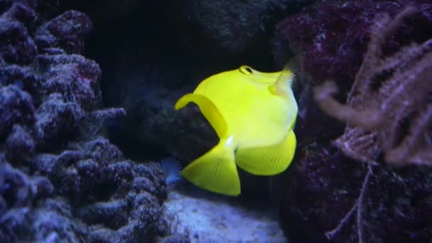 Krásné Exotické Žluté Ryby Pozadí Korálů Pod Vodou Maledivském Moři — Stock video