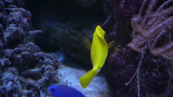 モルディブの海で水中のサンゴを背景に美しいエキゾチックな黄色の魚 カラフルで美しいサンゴ礁の野生動物の世界でスキューバダイビング 水中の海魚 — ストック動画