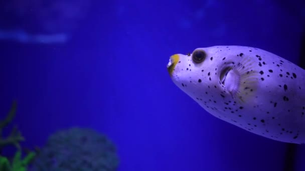 Big Porcupine Puffer Fish Плаває Тропічній Солоній Воді Серед Коралів — стокове відео