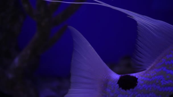 Big Dikobraz Puffer Fish Plavání Tropické Slané Vodě Podvodní Svět — Stock video
