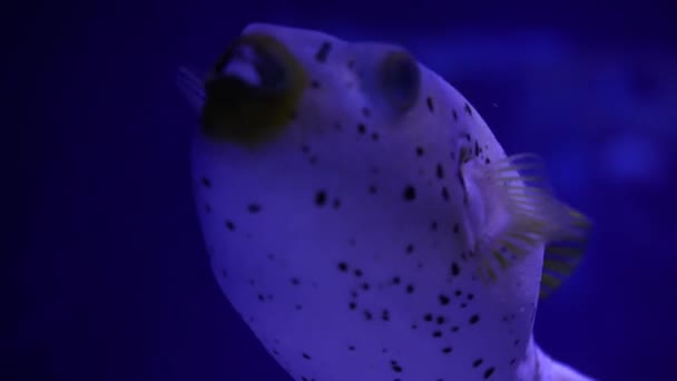 Big Dikobraz Puffer Fish Plavání Tropické Slané Vodě Podvodní Svět — Stock video
