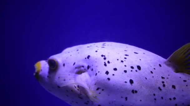 Big Porcupine Puffer Fish Swimming Tropical Salt Water Underwater World — Stock Video