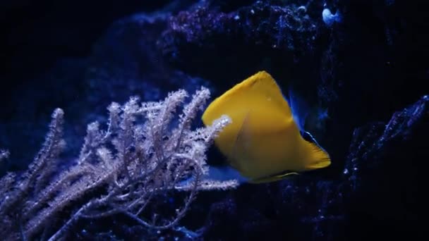 Красивая Экзотическая Желтая Рыба Фоне Кораллов Водой Мальдивском Море Дайвинг — стоковое видео