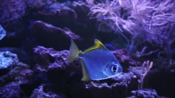 Piranhas Mit Rot Orangefarbenem Bauch Treiben Wasser Vor Einem Hintergrund — Stockvideo