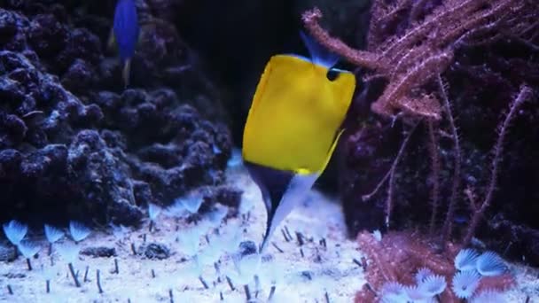 美丽的奇异的黄鱼在珊瑚的背景下在马尔代夫海的水下 在一个五彩斑斓美丽的珊瑚礁野生动物的世界里潜水 水下的海鱼和海鱼 — 图库视频影像
