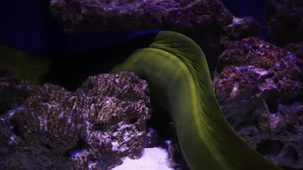 海底にサンゴで覆われたモレウナギのクローズアップ 海の底を探索する息をのむような景色 — ストック動画