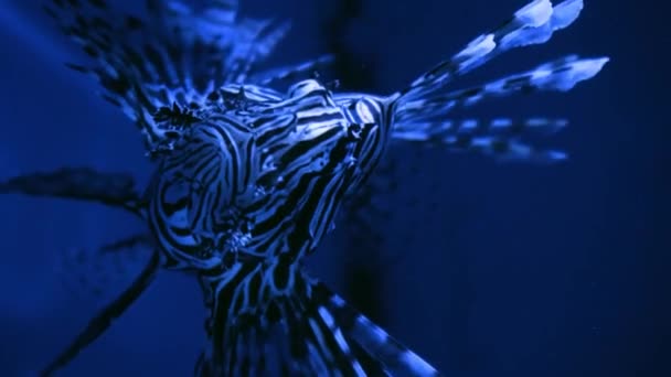 Крупный План Бабочки Медленно Плавает Воде Серые Львы Крупным Планом — стоковое видео