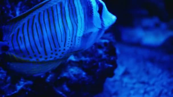 Een Groep Vissen Die Een Aquarium Zwemmen Vis Het Water — Stockvideo