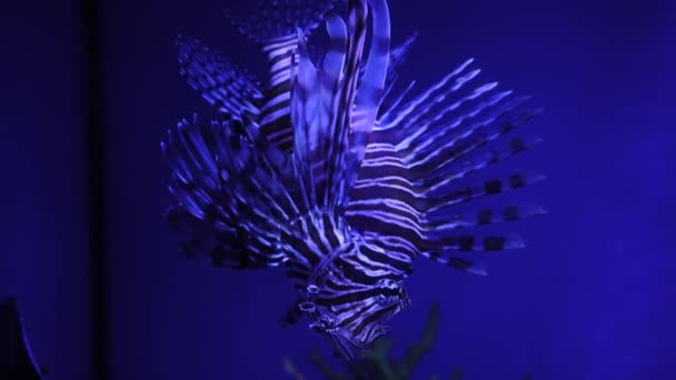 Close Butterfly Swims Slowly Water Gray Lionfish Close Slow Motion — Stock Video
