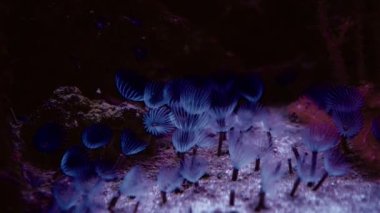 Coral Garden 'da deniz hayatı. Yumuşak ve sert mercanlı sualtı tropikal deniz manzarası. Su altı balık resifi denizcisi. Tropik renkli sualtı deniz manzarası. Mercan resifi sahnesi. Bir Deniz Burnu