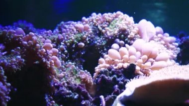 Coral Garden 'da deniz hayatı. Yumuşak ve sert mercanlı sualtı tropikal deniz manzarası. Su altı balık resifi denizcisi. Tropik renkli sualtı deniz manzarası. Mercan resifi sahnesi. Bir Deniz Burnu