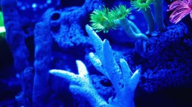 Coral Garden 'da deniz hayatı. Yumuşak ve sert mercanlı sualtı tropikal deniz manzarası. Su altı balık resifi denizcisi. Tropik renkli sualtı deniz manzarası. Mercan resifi sahnesi. Bir Deniz Burnu