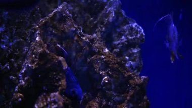 Coral Garden 'da deniz hayatı. Yumuşak ve sert mercanlı sualtı tropikal deniz manzarası. Su altı balık resifi denizcisi. Tropik renkli sualtı deniz manzarası. Mercan resifi sahnesi. Bir Deniz Burnu