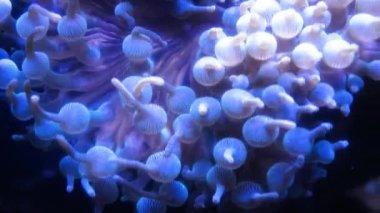 Coral Garden 'da deniz hayatı. Yumuşak ve sert mercanlı sualtı tropikal deniz manzarası. Su altı balık resifi denizcisi. Tropik renkli sualtı deniz manzarası. Mercan resifi sahnesi. Bir Deniz Burnu