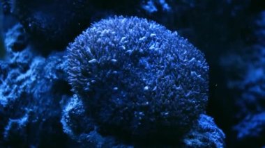 Coral Garden 'da deniz hayatı. Yumuşak ve sert mercanlı sualtı tropikal deniz manzarası. Su altı balık resifi denizcisi. Tropik renkli sualtı deniz manzarası. Mercan resifi sahnesi. Bir Deniz Burnu